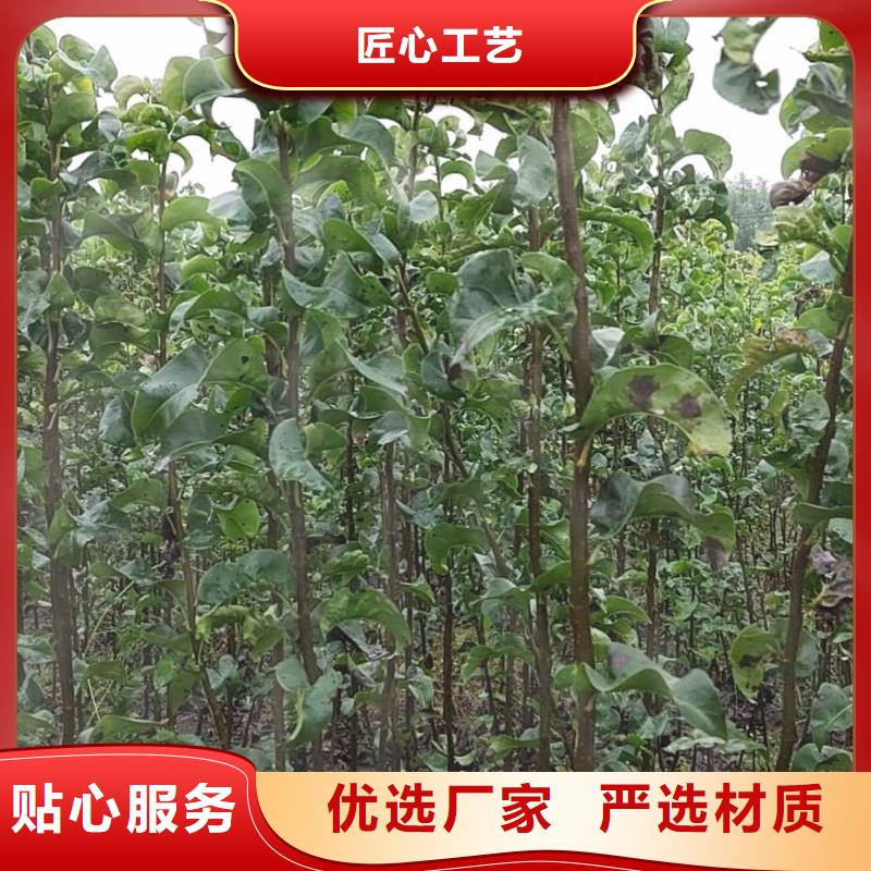 梨杜梨苗質量上乘