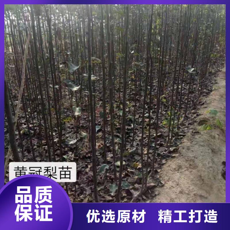 梨玉露香梨樹苗多行業適用