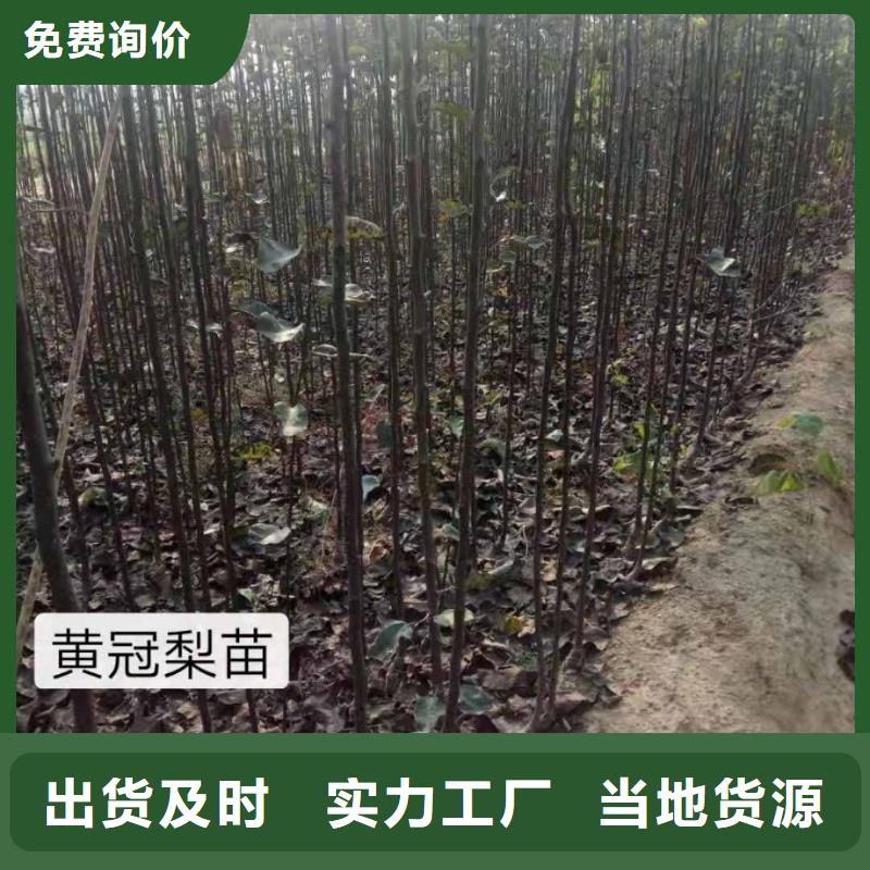 秋月梨苗一畝地利潤