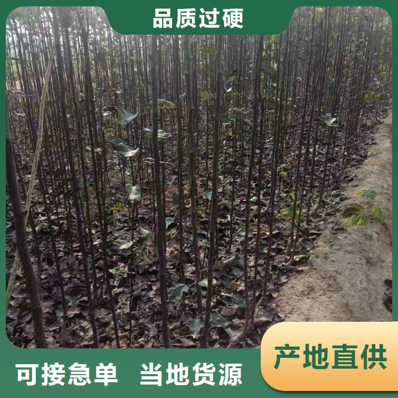 秋月梨种植苗怎么卖