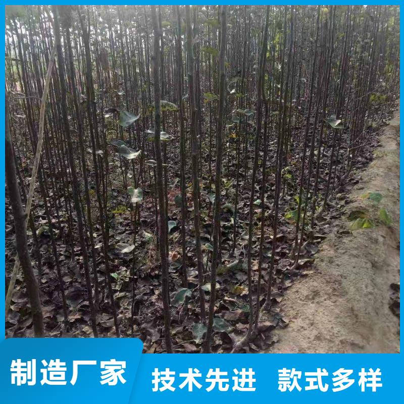 山东秋月梨树苗基地图片