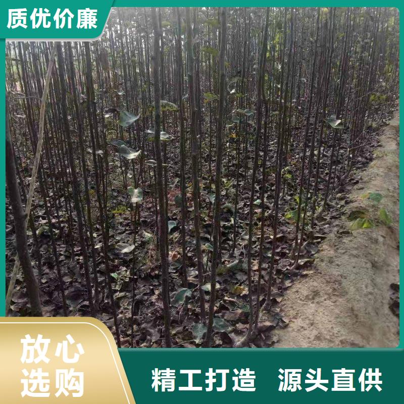 梨新梨7號梨樹苗產地采購