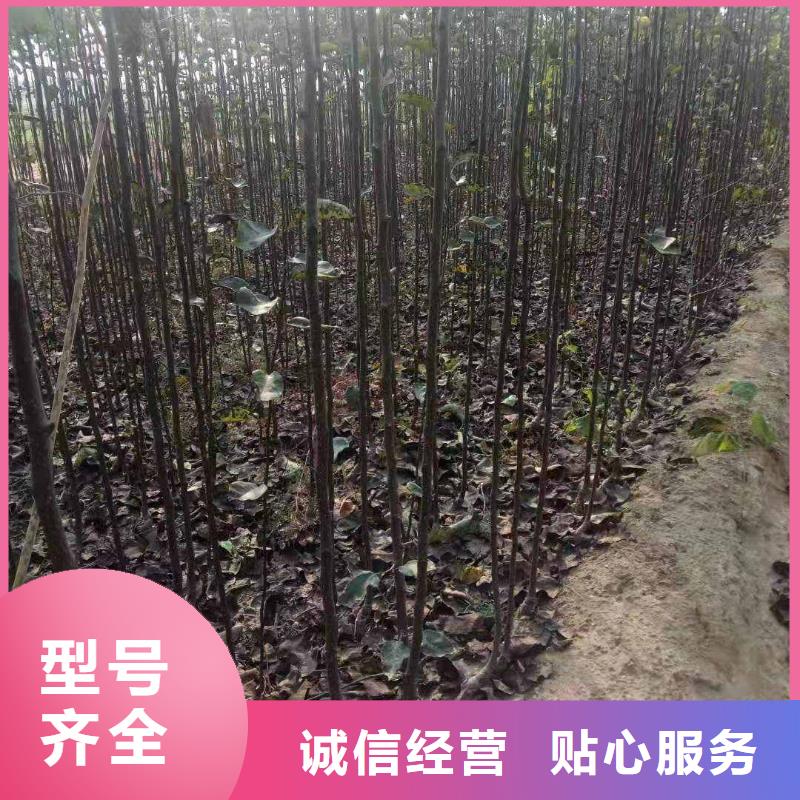 秋月梨樹苗成活率高