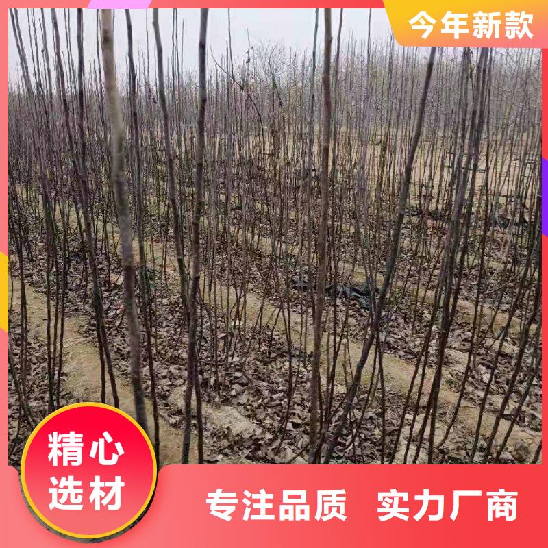 梨奧紅一號梨苗選擇大廠家省事省心