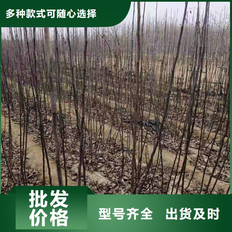 梨海棠苗海量現(xiàn)貨直銷