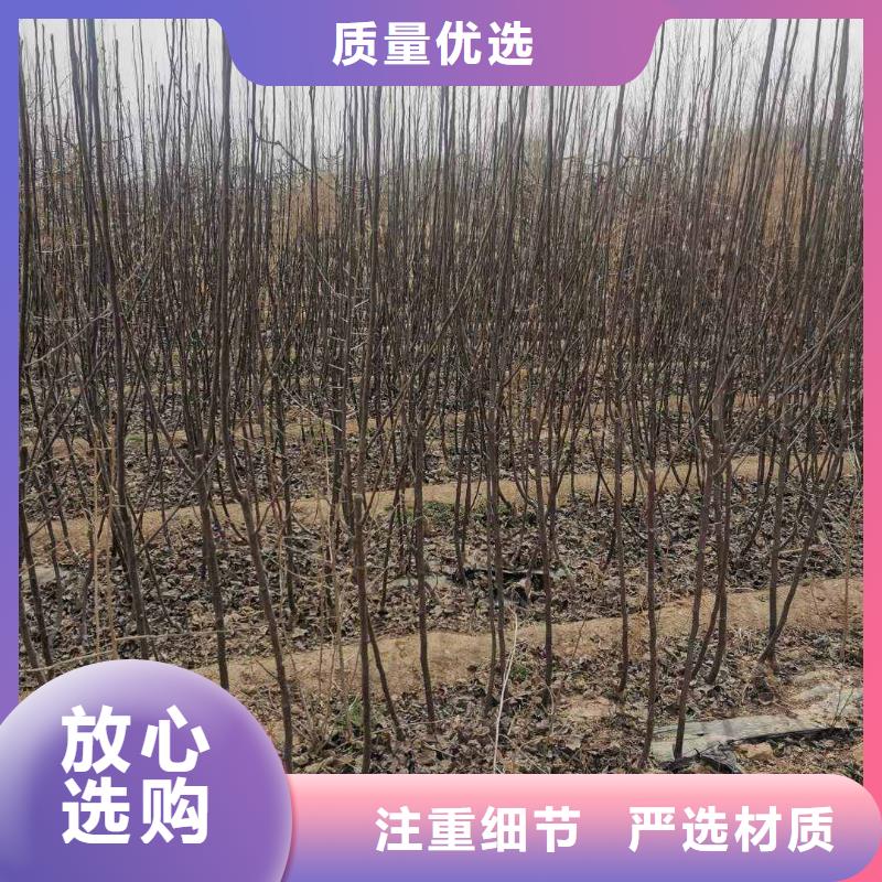 秋月梨樹苗零售批發