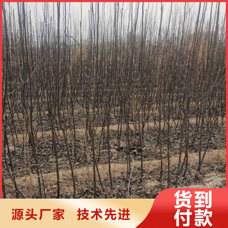 梨奧紅全紅梨樹苗優(yōu)質(zhì)材料廠家直銷