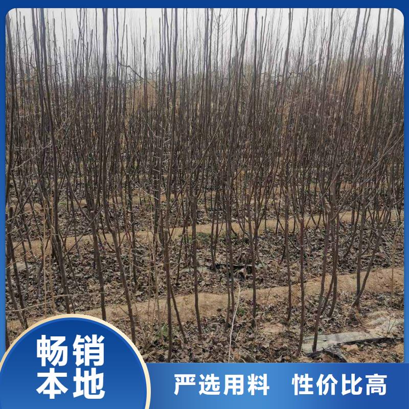 梨香酥梨树苗满足多种行业需求