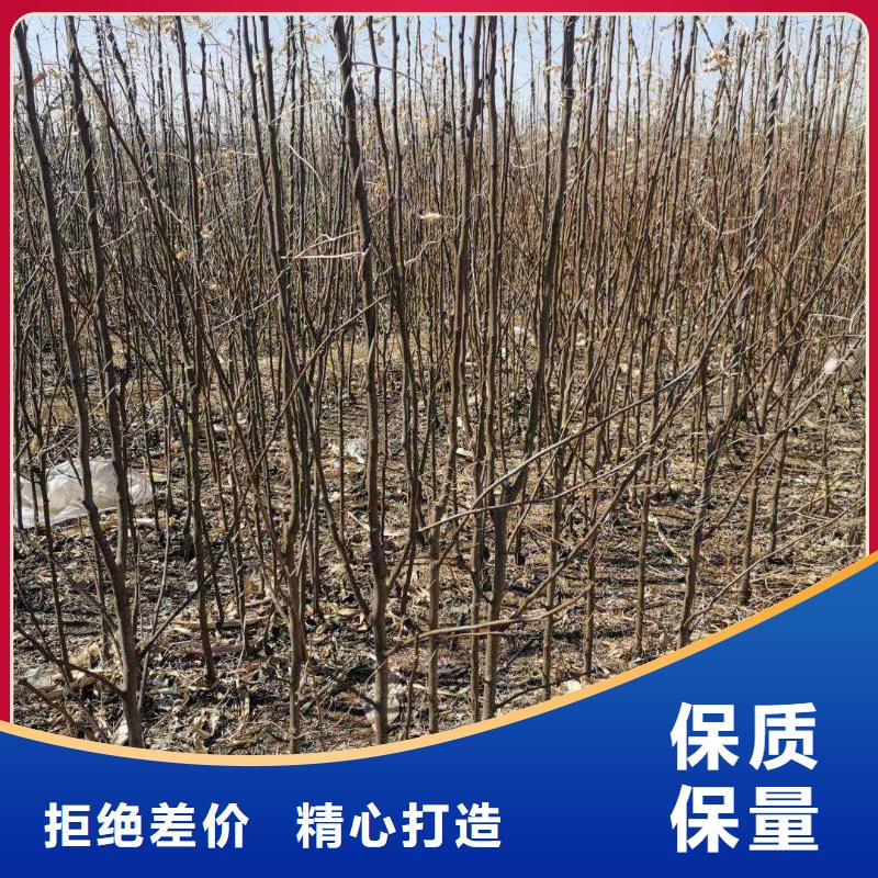 秋月梨苗出售