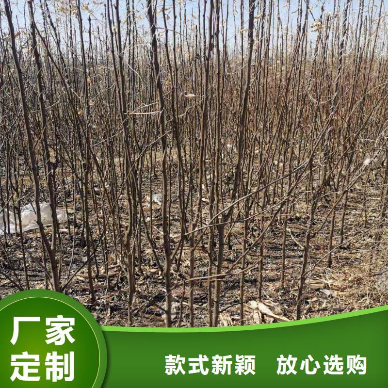 秋月梨種植苗出售