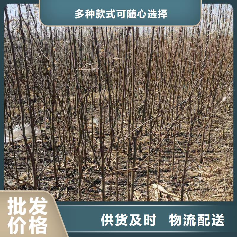 秋月梨樹苗行情