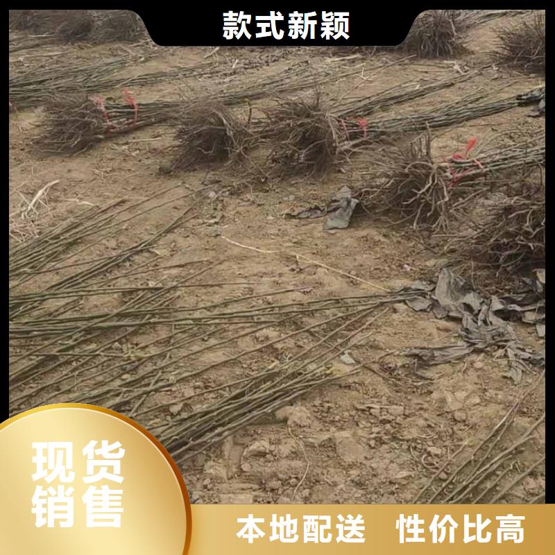 秋月梨苗新品種