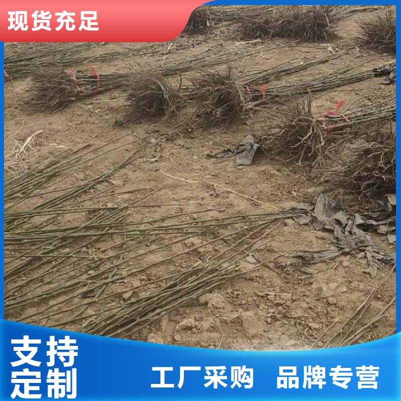 秋月梨種植苗種植技術