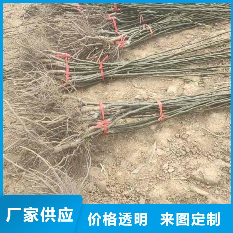 秋月梨苗品種介紹