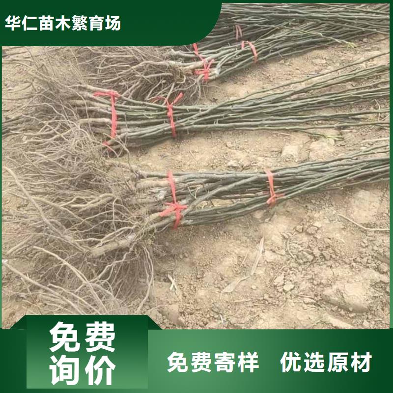 秋月梨種植苗質(zhì)優(yōu)價(jià)廉