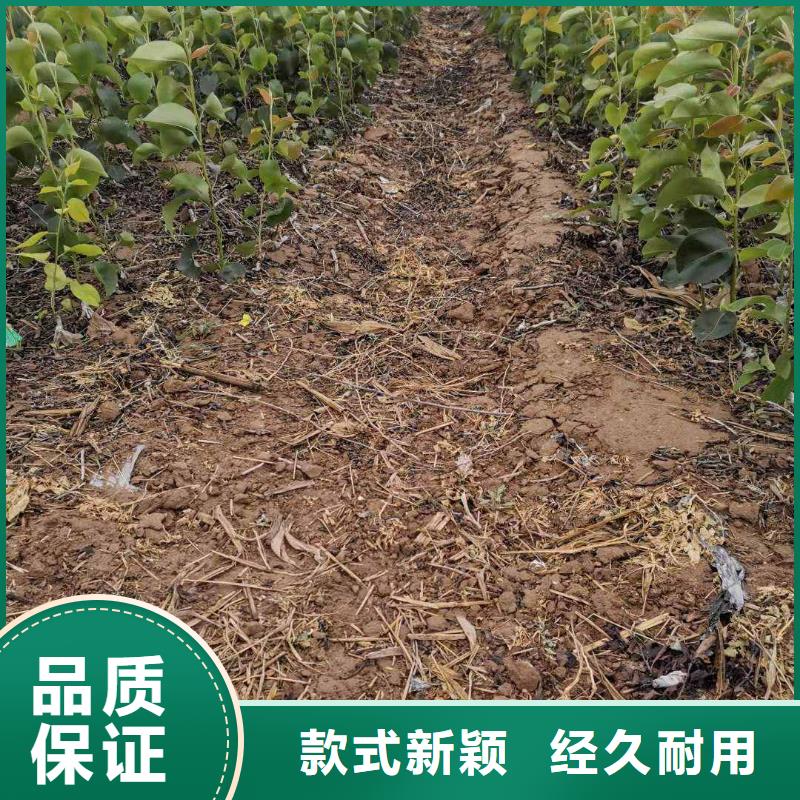 梨_【瑞蟠101桃樹苗】資質認證