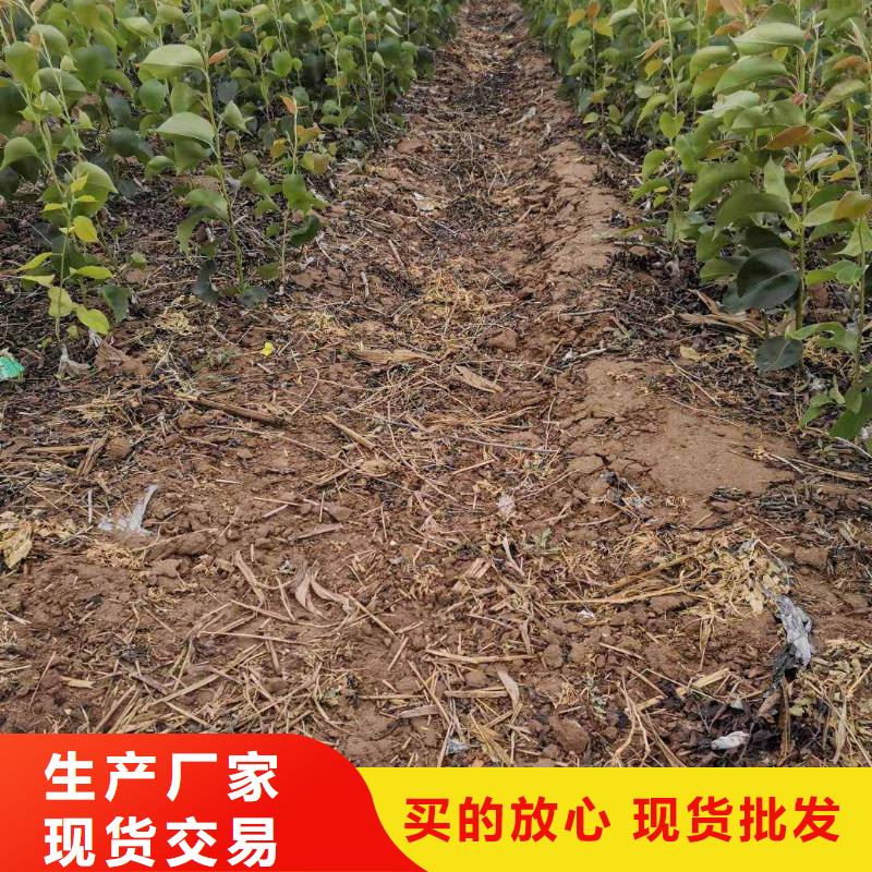 秋月梨苗哪里的數量大
