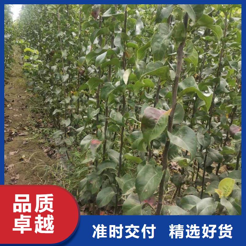 【梨】黃冠梨樹苗免費安裝
