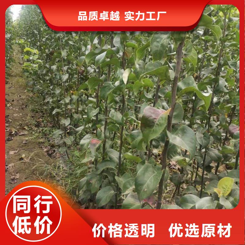 山东秋月梨树苗基地图片