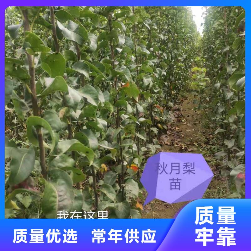 梨杜梨苗可放心采購
