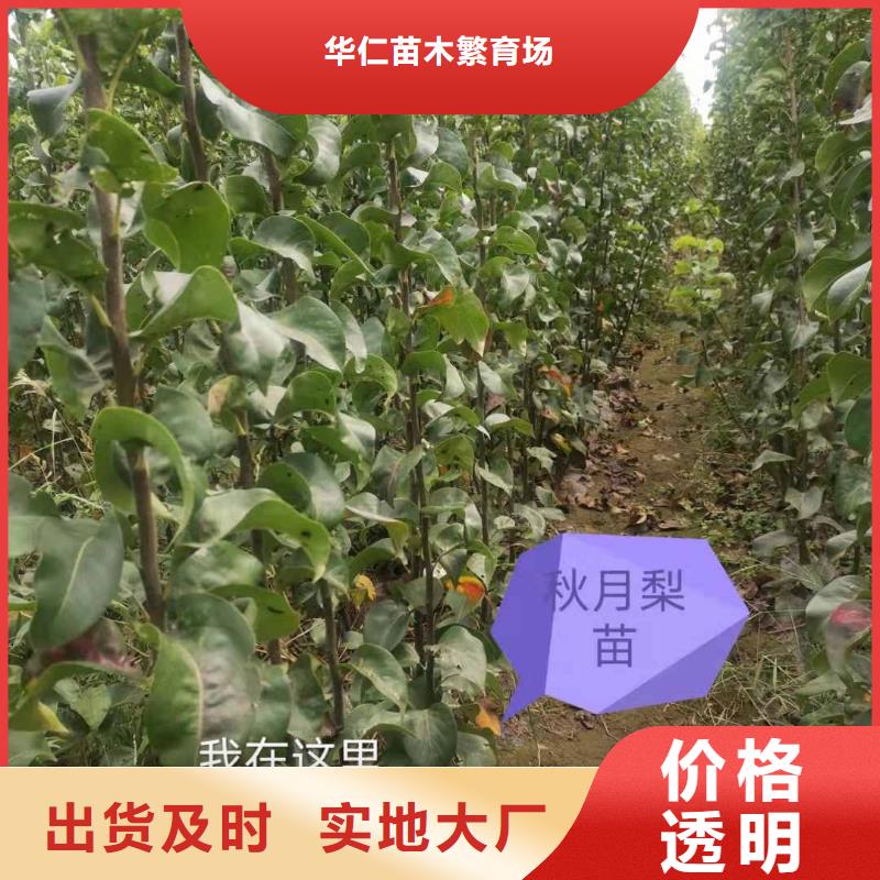 梨紅香酥梨樹苗優勢