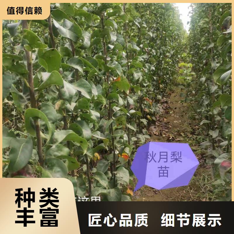梨紅香酥梨樹苗一手貨源