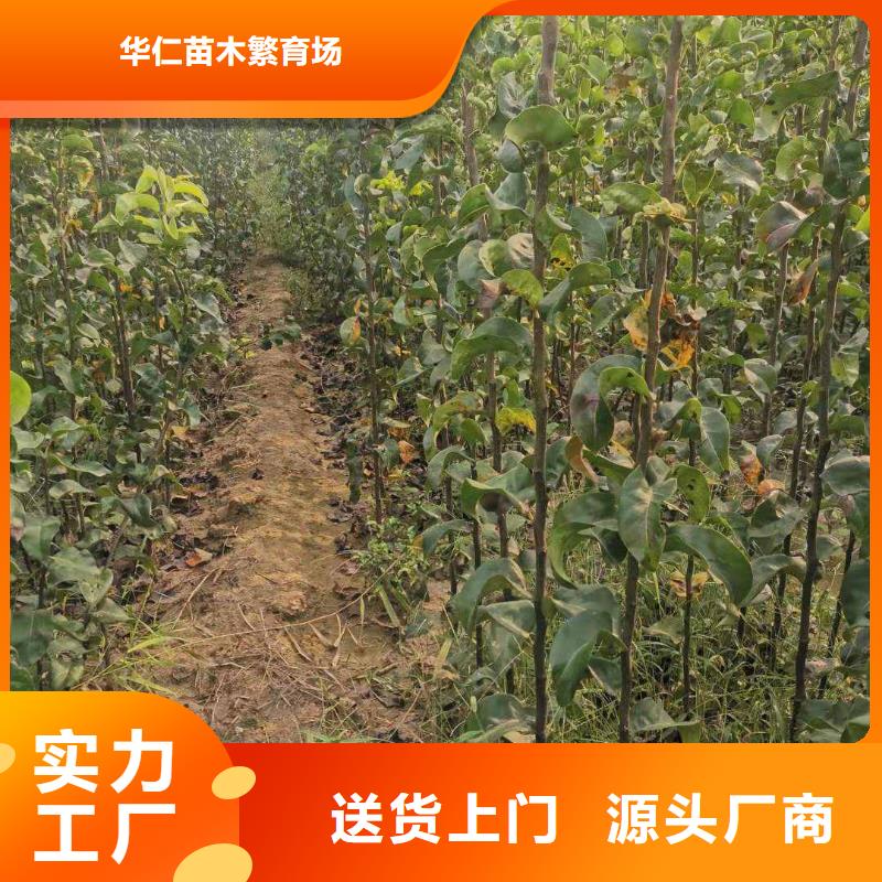 秋月梨苗種植時間