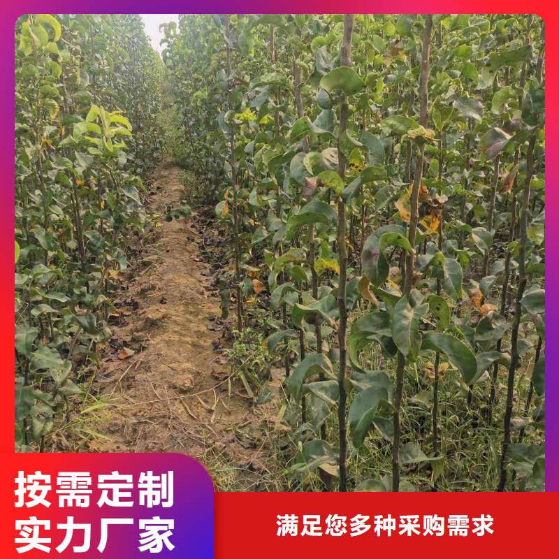 【梨】新梨7號梨樹苗貼心服務