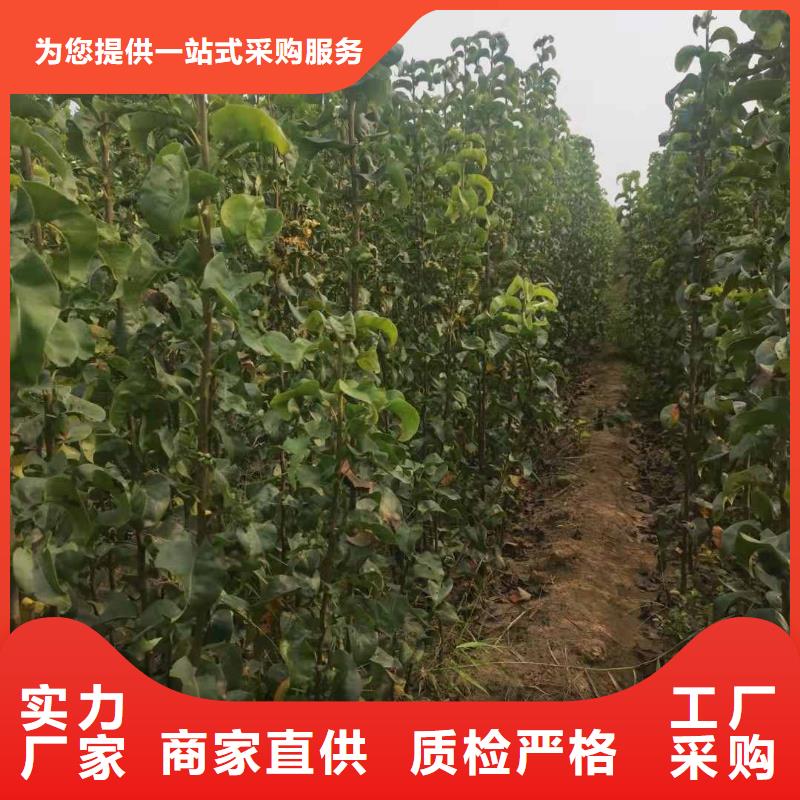 梨杜梨苗客戶好評