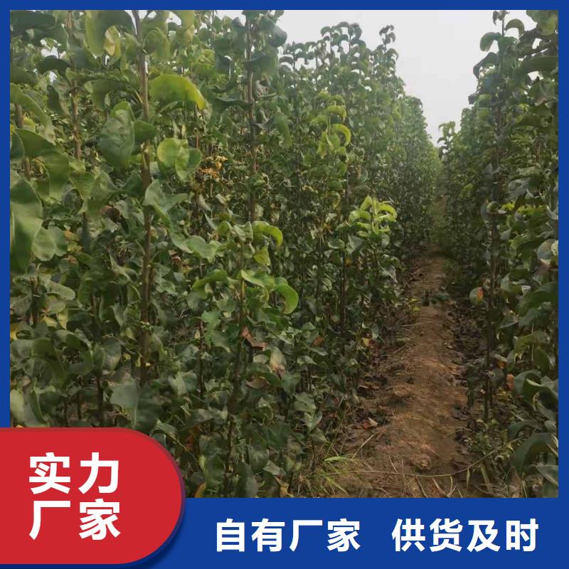 山東秋月梨樹苗批發(fā)價格
