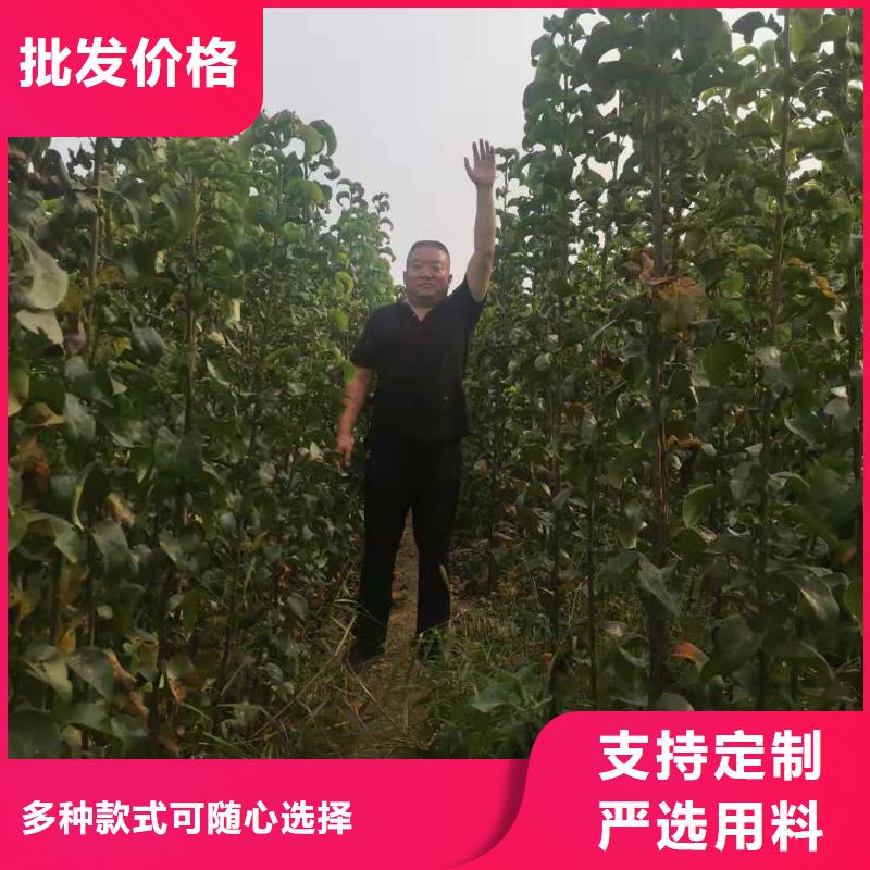 秋月梨苗哪里有賣的