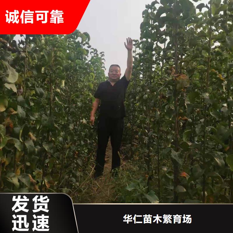 秋月梨種植苗苗圃基地