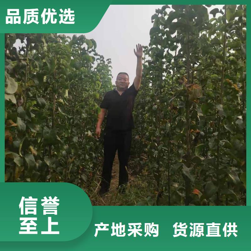 【梨】_奧紅一號梨苗聯系廠家