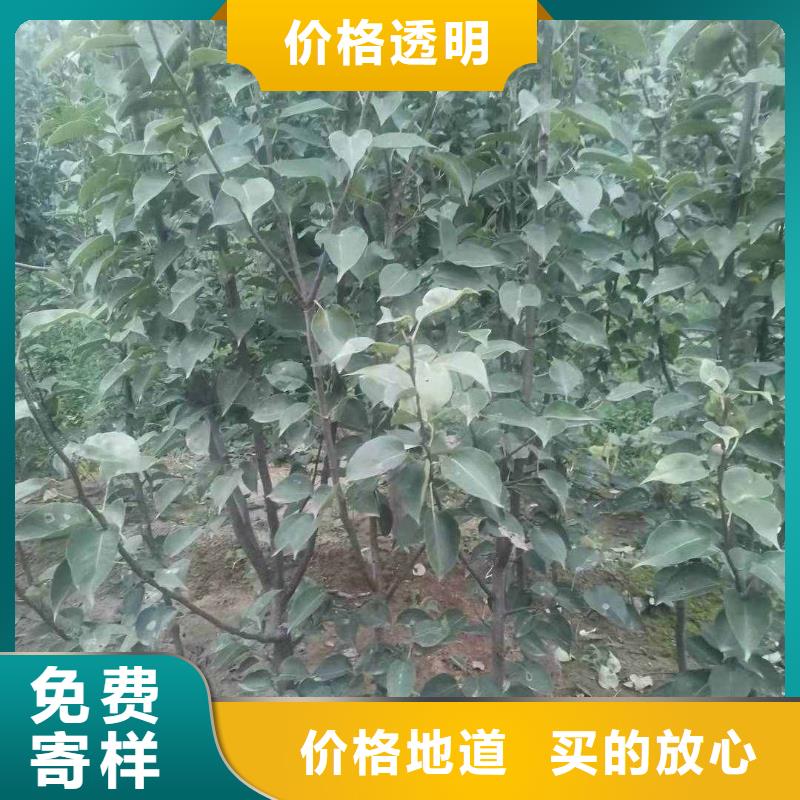 秋月梨種植苗一畝地利潤