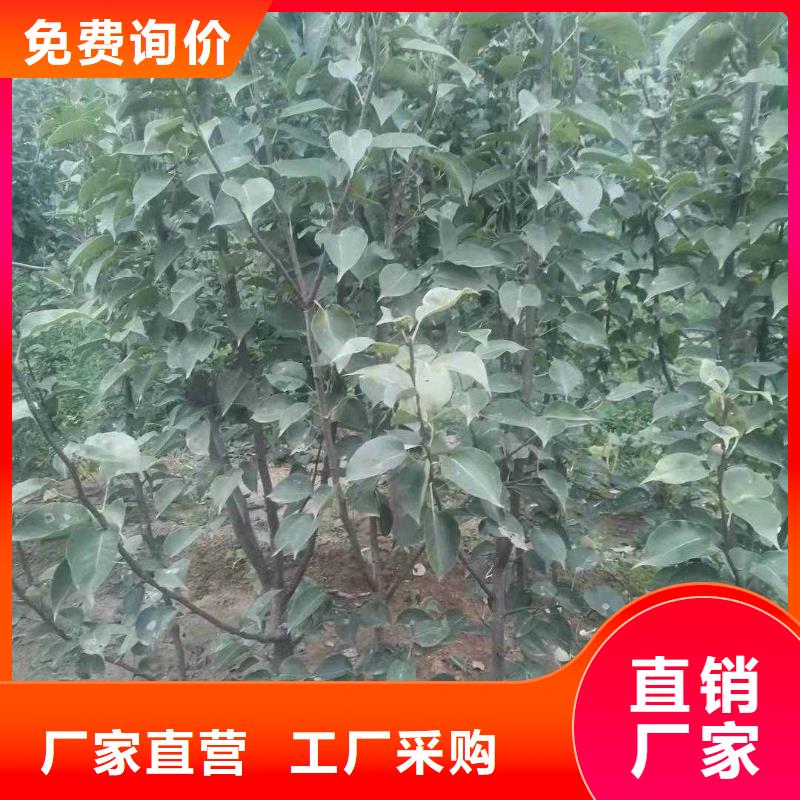 秋月梨種植苗基地