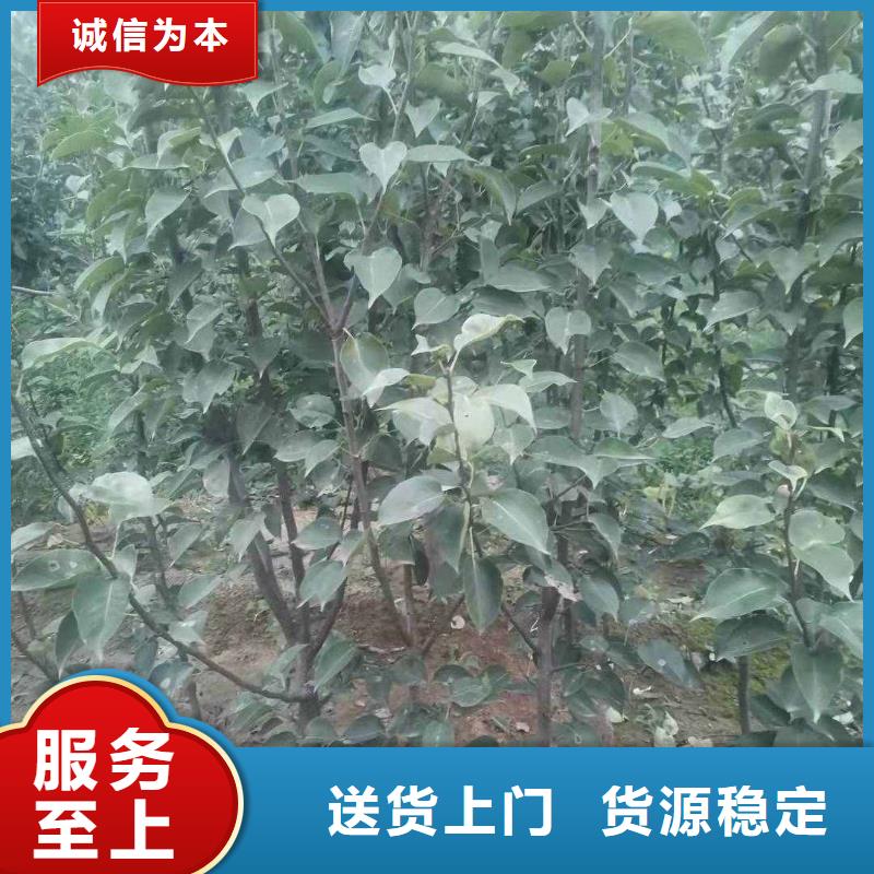 梨瑞蟠101桃樹苗價格有優(yōu)勢