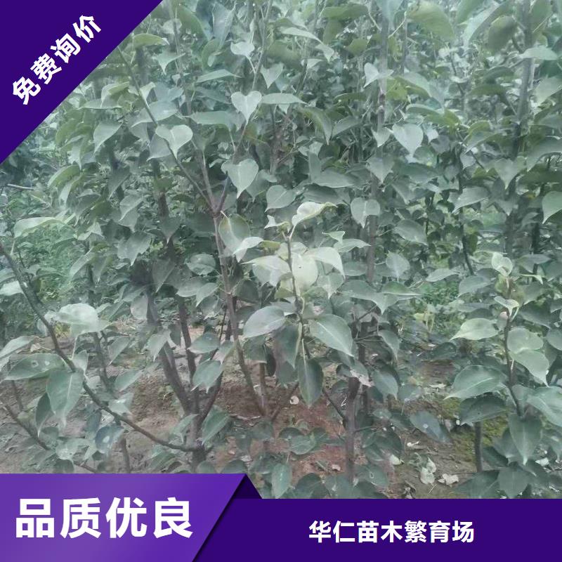 梨山桃苗品質過硬
