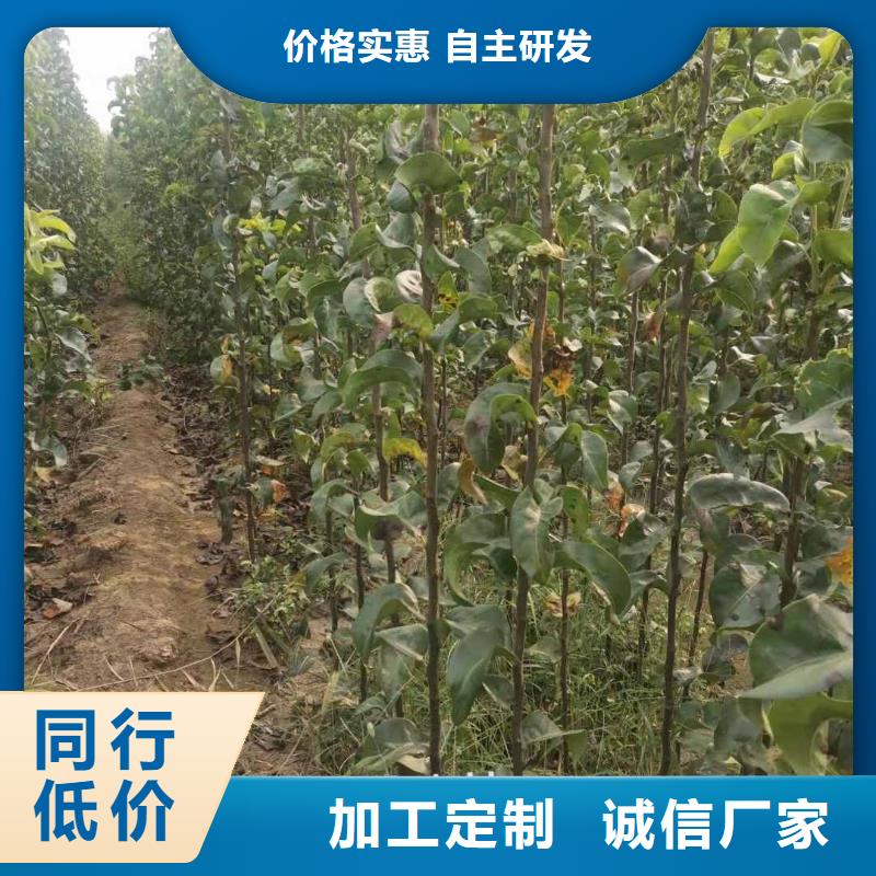 秋月梨苗零售批發