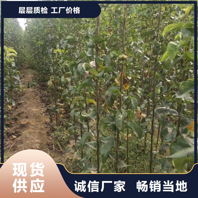 梨海棠苗海量現(xiàn)貨直銷