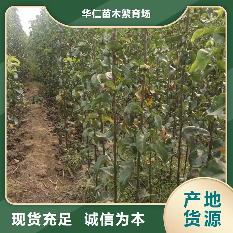 【梨】-杜梨苗定制速度快工期短