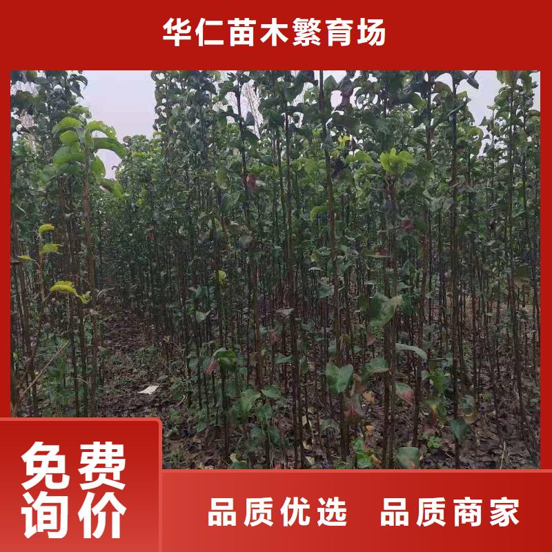 秋月梨苗哪里有賣的