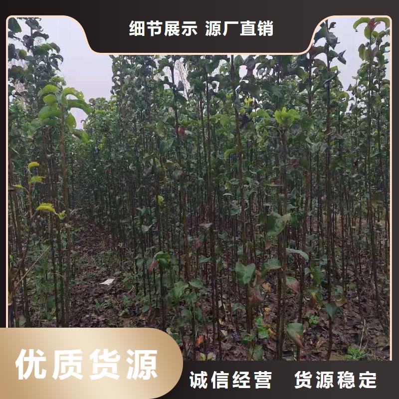 秋月梨树苗什么价格