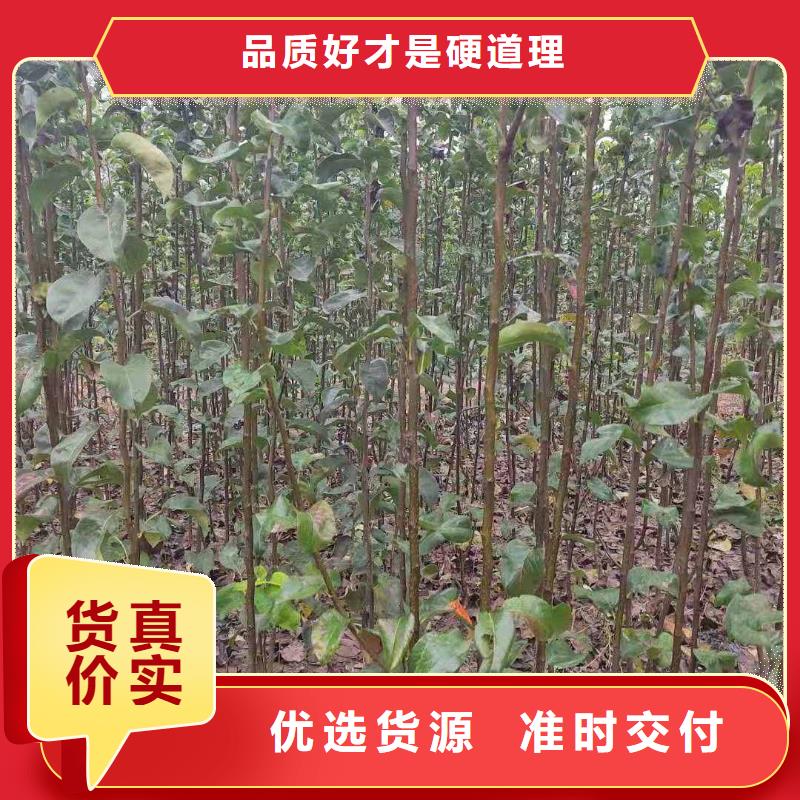 秋月梨樹苗原產地