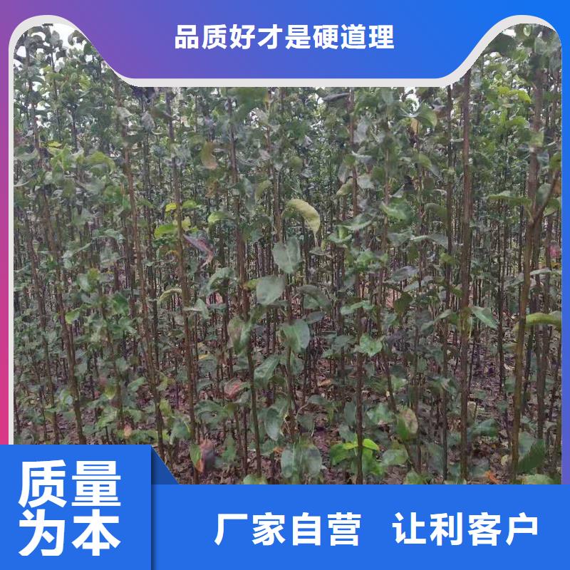 秋月梨種植苗哪里的便宜