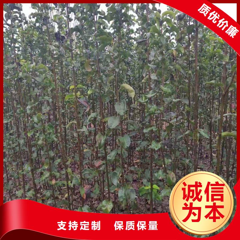 秋月梨樹(shù)苗哪里有賣(mài)的