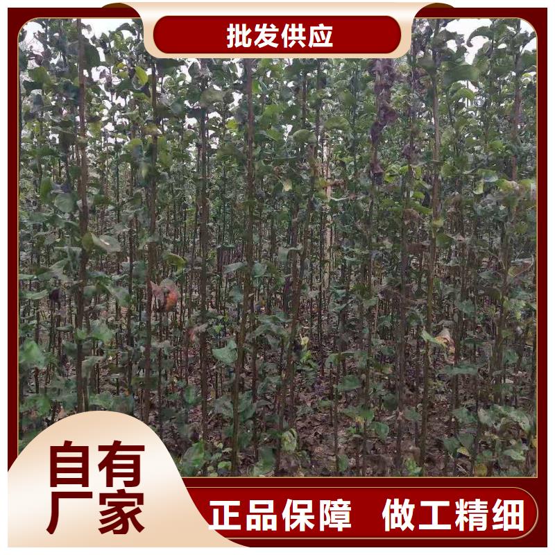 秋月梨種植苗怎樣購買