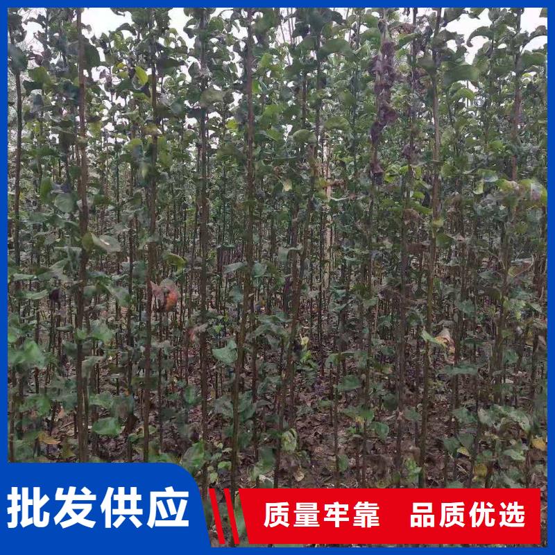 秋月梨苗報價
