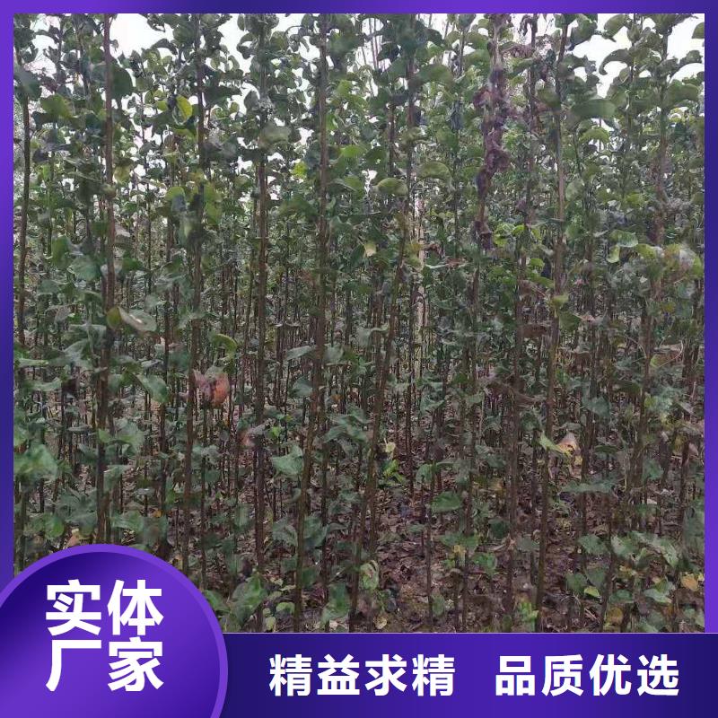 秋月梨樹苗批發(fā)
