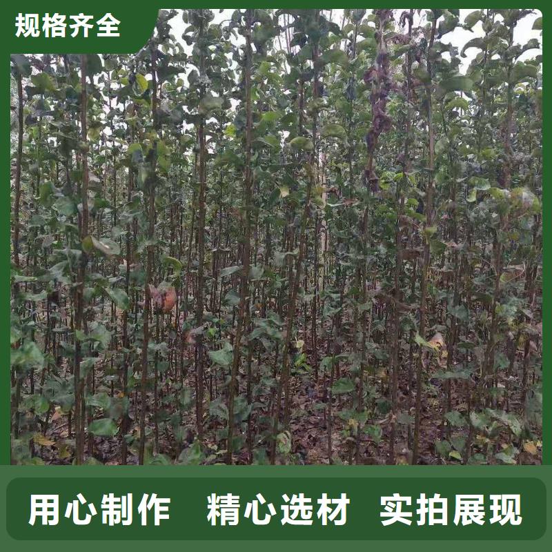 秋月梨樹苗多少錢一株