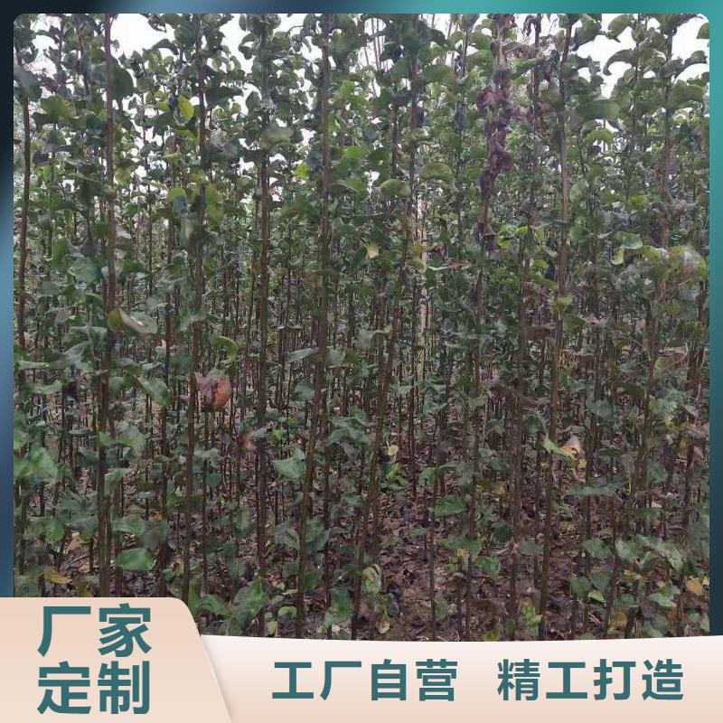 梨玉露香梨樹苗可零售可批發